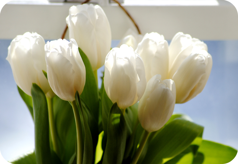 Hanging Window Vase Tutorial DIYthinker